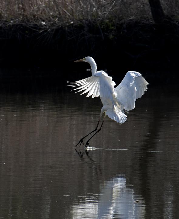 Volavka bílá (Egretta alba)