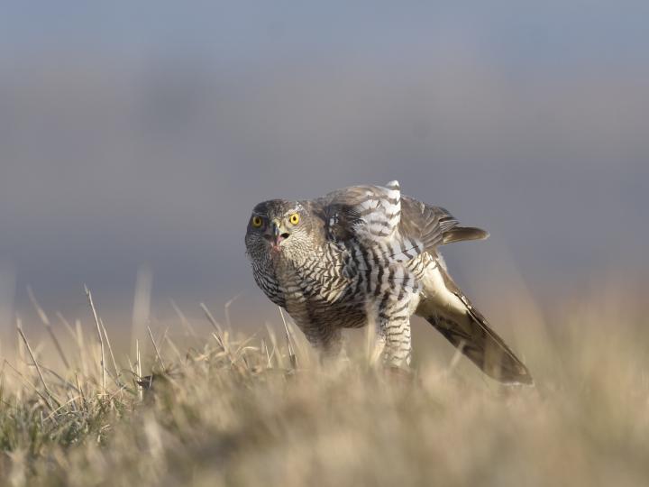 Jestřáb lesní (Accipiter gentilis)