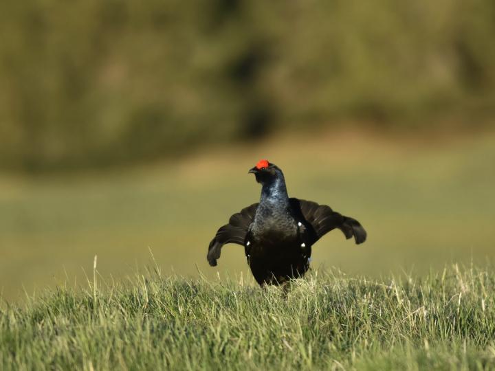 Tetřívek obecný (Tetrao tetrix)