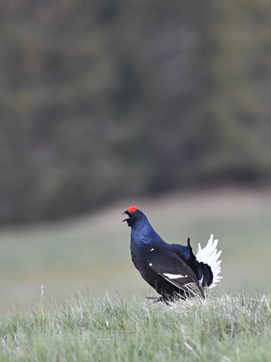 Tetřívek obecný (Tetrao tetrix)