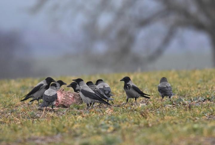 Vrána obecná šedá (Corvus corone cornix)
