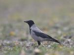 Crow (Corvus corone cornix)