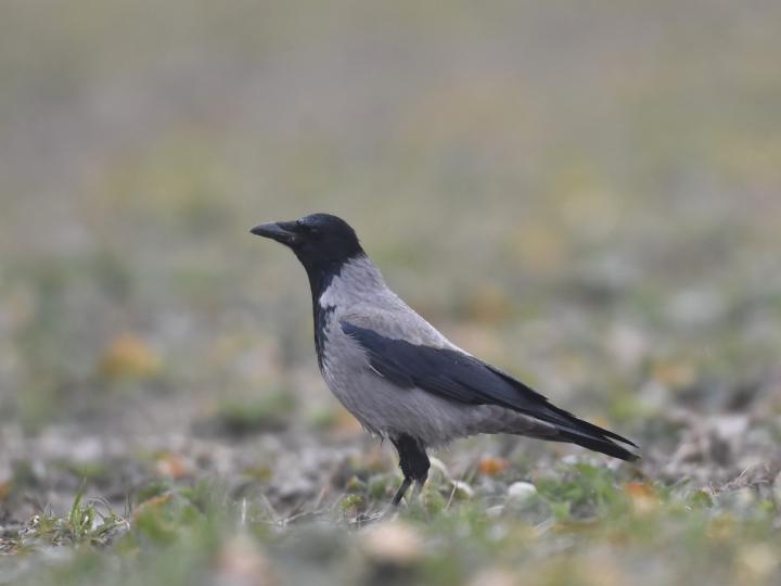 Vrána obecná šedá (Corvus corone cornix)