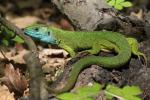 Common lizard (Lacerta communis)