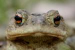 Common toad (Communia rubeta)