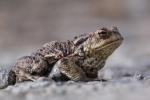 Common toad (Communia rubeta)