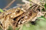Common toad (Communia rubeta)