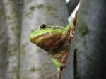 Green tree frog (Arbor viridis ranae)