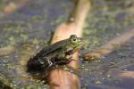 Green Jumper (Viridis DESULTOR)