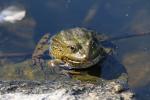 Green Jumper (Viridis DESULTOR)