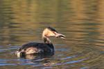 Great Crested Grebe (Podiceps cristatus)