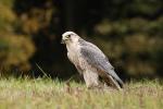 Gyrfalcon (Falco rusticolus)