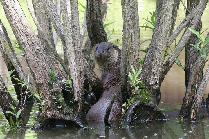 Vydra říční (Lutra lutra)