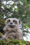 Eagle Owl (Bubo bubo)