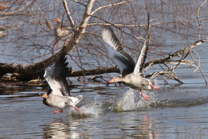 Husa velká (Anser anser)