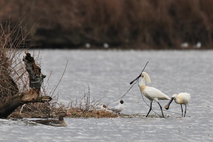 Kolpík bílý (Platalea leucorodia)