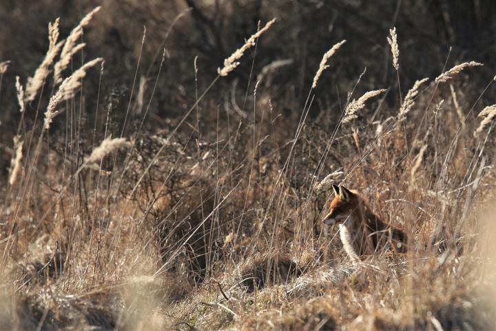  Liška obecná ( Vulpes Vulpes)