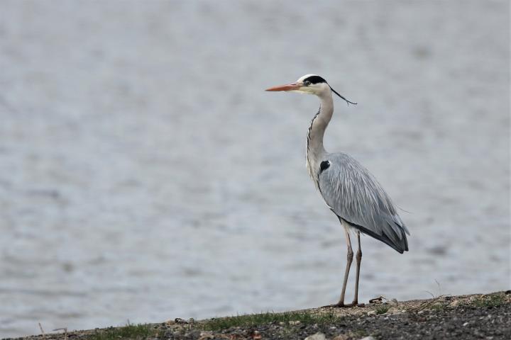 Volavka popelavá (Ardea cinerea)