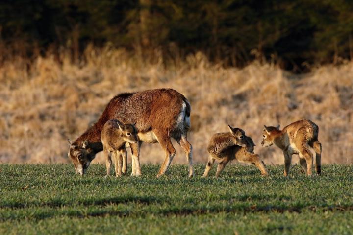 Muflon (Ovis musimon)