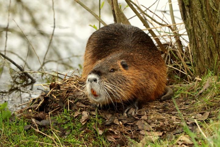 Nutrie říční  (Myocastor coypus)
