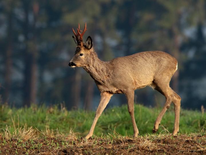  Srnec obecný ( Capreolus capreolus )