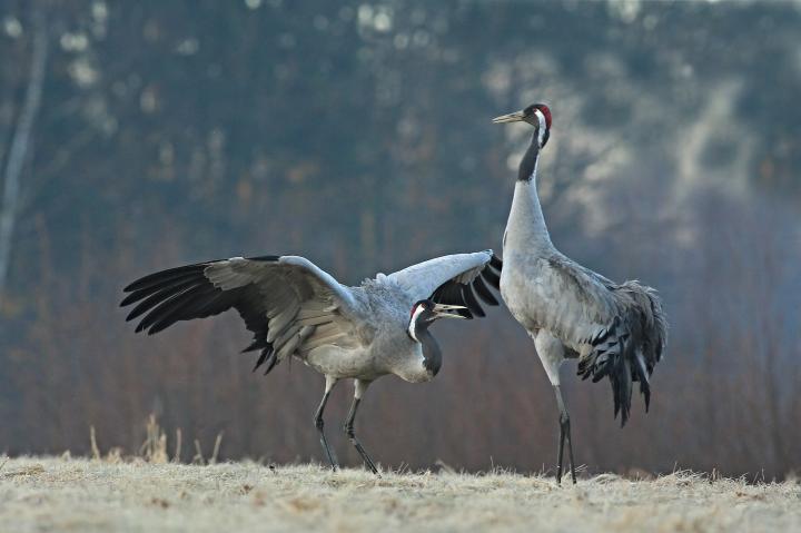 Jeřáb popelavý  ( Grus grus)