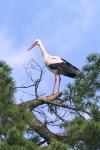 White Stork (Ciconia ciconia)