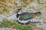 Čejka chocholatá (Vanellus vanellus)