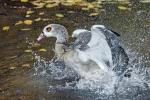 Alopochen aegyptiacus ( Egyptian goose)