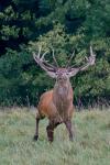 Red Deer (Cervus elaphus)