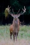 Red Deer (Cervus elaphus)