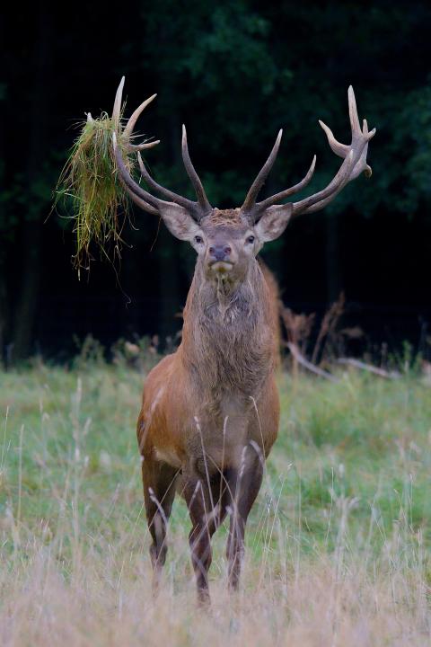 Jelen lesní (Cervus elaphus)