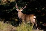 Sika deer (Cervus nippon nippon)