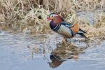 Mandarin (Aix galericulata)