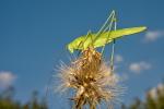 Grasshopper green (Lucusta viridis)