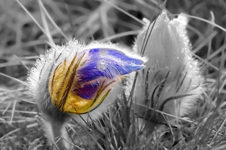 Koniklec velkokvětý (Pulsatilla grandis)