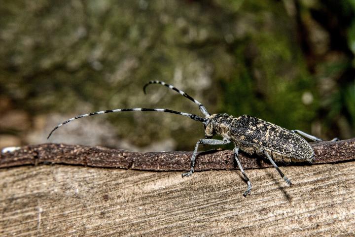 Kozlíček topolový (Populus caprae)