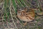 Quail (Coturnix coturnix)