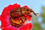 Palm weevil (curculio palma)