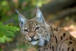 Eurasian Lynx (Lynx lynx)