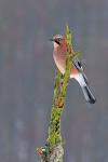 Sojka obecná (Garrulus glandarius)