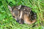  roe Deer ( Capreolus capreolus )