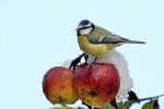 Blue Tit (Parus caeruleus)