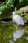 Volavka stříbřitá (Egretta garzetta)