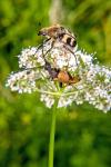 Spotted ornate (Ornatus maculosus)