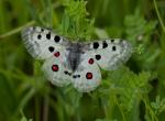 Red-eyed Jason (Iason rubrum luscus)