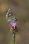 Blue vetch (ervum caeruleum)