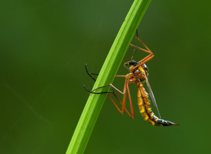 Tiplice tmavá (Tiplice tenebris)