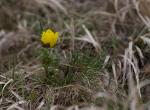 Hlaváček jarní (Adonis vernalis)