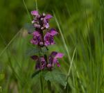 Purple hawkweed (Purpura hawkweed)